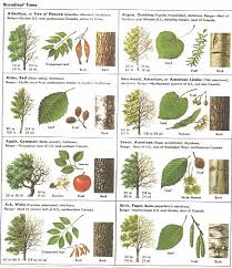 78 unusual tree bark chart