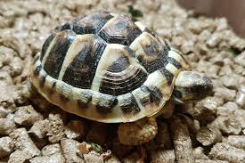 Identifying Mediterranean Tortoise Species