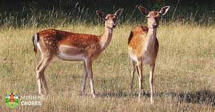 It will stop deers from eating the flowers, vegetables, and herbs in your garden. 7 Best Deer Repellent Reviews For A Deer Resistant Garden