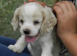 The cocker spaniel is a gentle, friendly, & outgoing dog breed that is a good fit for families. Cocker Spaniel Puppies For Sale In Lebanon Pennsylvania Classified Americanlisted Com