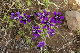 Image result for Lapeirousia