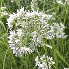 Image result for Luzula johnstonii