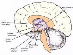 Check spelling or type a new query. Study Biopsychology Online Course Distance Learning Psychology