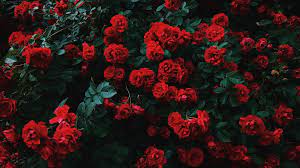 Coral floral desktop wallpaper download floral wallpaper desktop. 26 Aesthetic Flower Wallpapers Wallpaperboat