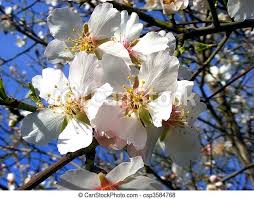 See almond trees stock video clips. Flowering Almond Tree White Flowers On The Branches Against The Blue Sky Canstock