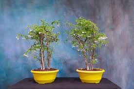 Image result for Jasminum bakeri