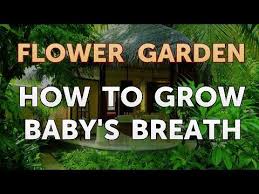 Baby's breath doesn't require a lot of maintenance and in fact, too much fertilizer and. How To Grow Baby S Breath Youtube