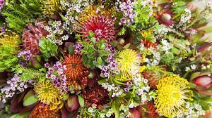 13 Stunning Proteas Flora Flowers Flower Care Flower Garden