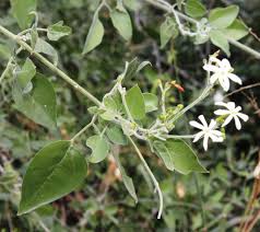 Image result for Jasminum fluminense