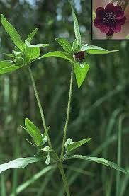 Image result for Aspilia