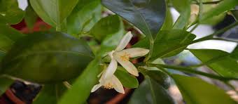 The less acidic flavor of the large this sturdy tree grows equally well indoors and outside, in containers or in the ground. Growing Dwarf Citrus University Of Maryland Extension