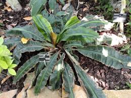 Image result for Palisota