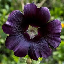Image result for Alcea rosea