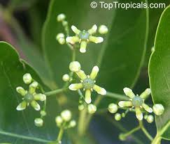 Image result for Elaeodendron croceum