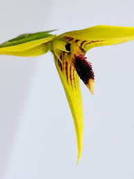 Image result for Bulbophyllum prorepens