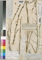 Image result for Aspidoglossum biflorum