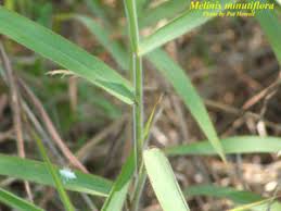 Image result for Melinis minutiflora