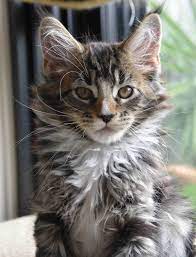 Maine Coon Breeders Australia Maine Coon Info Kittens