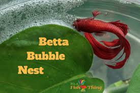 Betta Bubble Nest What Is It Why Do Betta Build Them Betta Betta Fish Types Betta Fish