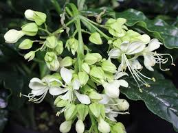 Image result for Clerodendrum abilioi