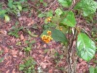 Image result for Triclisia