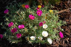 Easy To Care Moss Rose Plants Planting Roses Rose Like Flowers Rose Seeds