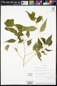 Image result for Erythrococca