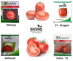 Tomatoes have been designated the state vegetable of new jersey. Shine Brand Seeds Buy Tomato Seeds Indus Seeds Seminis Shine Shop All Kinds Of Vegetable Seeds Download The App Now Zcu Io Zynz Or Contact Us At 8770896001 8770896002 Shinebrandseeds Hybridseeds Vegetableseeds Seeds