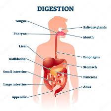 This makes the knowledge about human body is just as important as anything. Digestion Vector Illustration Labeled Educational Internal Organs Info Scheme Digestive Tract Physiology And Anatomical Explanation Gastrointestinal System Elements On Simple Human Body Silhouette Premium Vector In Adobe Illustrator Ai Ai