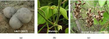 Image result for Dioscorea dumetorum