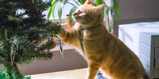 All images and subtitles are copyrighted to their respectful owners unless stated otherwise. Film A Street Cat Named Bob Into Film