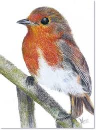 Pencil Drawing Of A Robin Color Pencil Art Color Pencil Drawing Bird Drawings