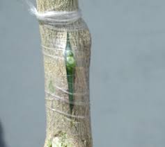 Small buds will emerge as other trees in your area begin to bud. Home Fruit Production T Budding Citrus