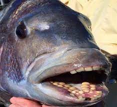 Archosargus probatocephalus, the sheepshead, is a marine fish that grows to 76 cm (30 in), but commonly reaches 30 to 50 cm (10 to 20 in). Mobile Bay Sheepshead Fishing Charters Mobile Bay Mobile Bay Adventures Charters