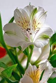 Pin By Soninha On Flores Pretty Flowers Alstroemeria Flowers