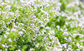 Diosma Burke S Backyard