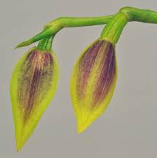 Image result for Bulbophyllum sp. nov