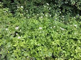 Check spelling or type a new query. Ground Elder Goutweed Bishops Weed Aegopodium Podagraria