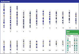 Xyy Men Dna Science