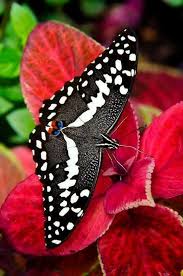 Pin By Ay K Tasti On Butterflies Swallowtail Butterfly Beautiful Butterflies Butterfly Pictures