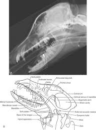 Image result for Skull XRay