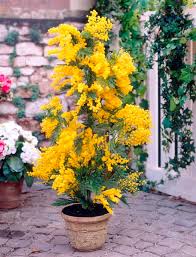 Image result for Acacia dealbata