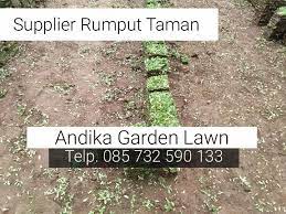 Penanaman rumput jepang di perumahan green land at tidar 3 malang jawa timur. Tukang Taman Jual Rumput Gajah Mini Wa 0857 3259 0133 Andika Garden Lawn Rumput Eksterior Taman