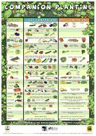 companion planting reference guide garden tower project