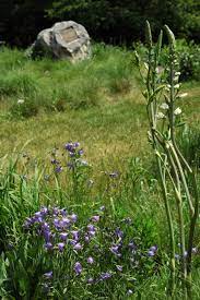 Buffalograss ( bouteloua dactyloides ): Gardening With Native Plants Short Native Grasses And Forbs For Small Gardens Uw Arboretum
