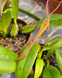 Image result for Bulbophyllum prorepens