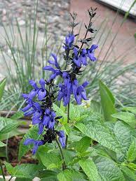 Maybe you would like to learn more about one of these? Black And Blue Anise Sage Salvia Guaranitica Black And Blue In Vancouver Victoria Burnaby Penticton Coquitlam British Columbia Bc At Gardenworks