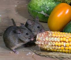 Learn what keeps mice away. How To Keep Mice Away From Your Bed Manmade Diy