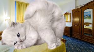 La fel ca și copiii, câinii fac tot felul de lucruri amuzante, iar stăpânii postează în mediul virtual filmulețe cu campionii lor aflați în dificultate.așadar, un bun și atunci lucrurile devin și mai amuzante, iar imaginile de mai jos o demonstraeză.dacă vietățile dumneavoastră fac ceva de genul acesta, postați. Pisici Haioase Mori De Ras Youtube