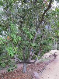 Image result for Macadamia aff. integrifolia